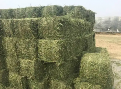 飼料進口報關手續(xù)流程_需要注意的事項[清關要點]